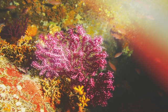  La naturaleza submarina